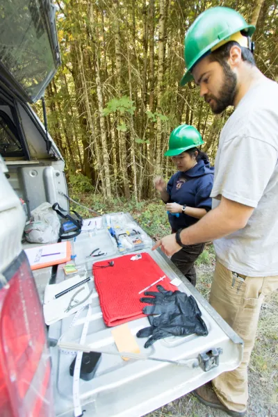 Preparing to collect data on a spotted skunk