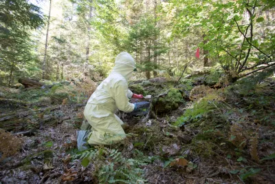 OSU PhD student Marie Tosa preparing to chemically immobilize the spotted skunk inside the Tomahawk trap