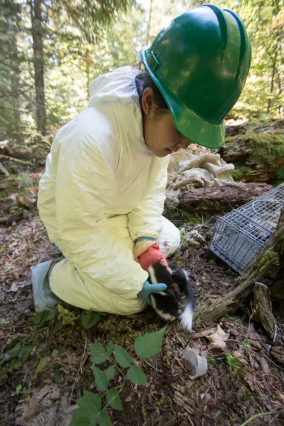 Marie Tosa gently picks up the skunk, which has been midly sedated