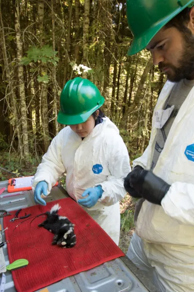 Preparing to collect data on a spotted skunk