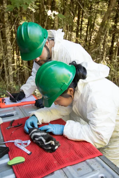 Researchers inspect spotted skunk for any ectoparasites like ticks and fleas