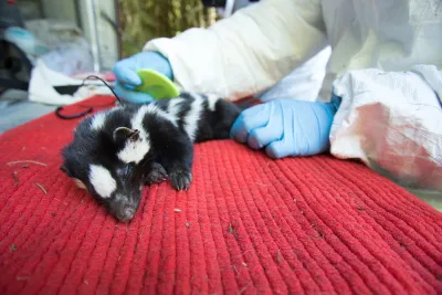 researchers check a spotted skunk for ectoparasites like ticks and fleas