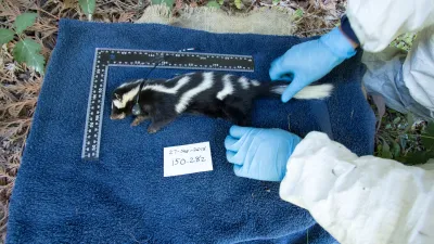 OSU PhD student Marie Tosa prepares spotted skunk to photograph its pelt pattern