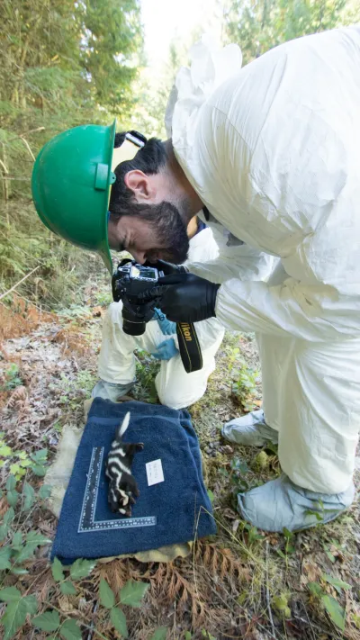 Field technician Ben Murley photographs the spotted skunk's pelt pattern
