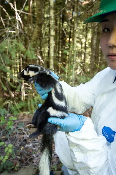OSU PhD student Marie Tosa holds a spotted skunk