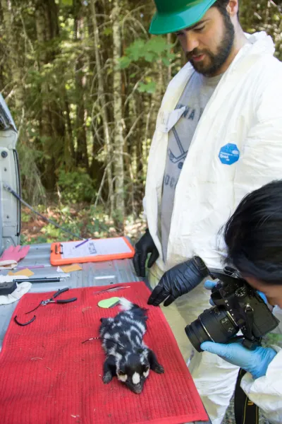 Researchers photograph spotted skunk