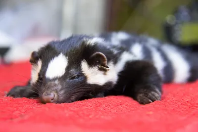 a spotted skunk, mildly sedated. It will be released.
