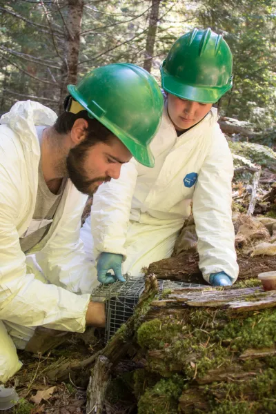 a researcher gently places the skunk back into the trap where it will be safe while it wakes up from sedative