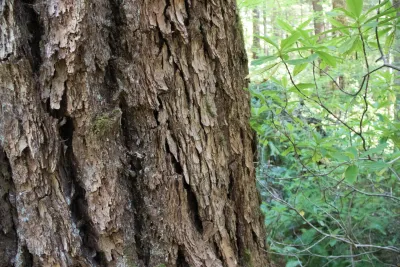 Old-growth stand in the Andrews Forest