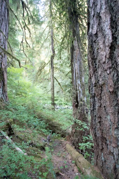 Old-growth stand in the H.J. Andrews Experimental Forest