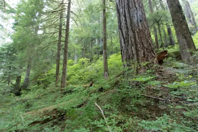 old-growth forest