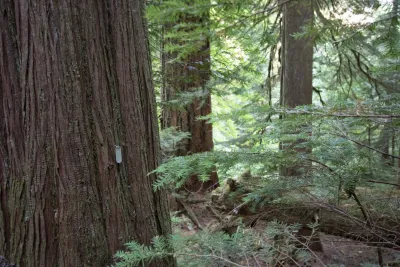 old-growth forest