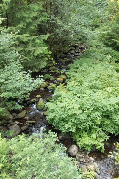 a stream in the old-growth forest