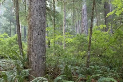 old-growth forest