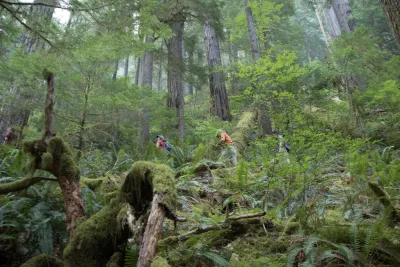 old-growth forest