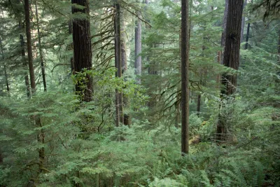 old-growth forest