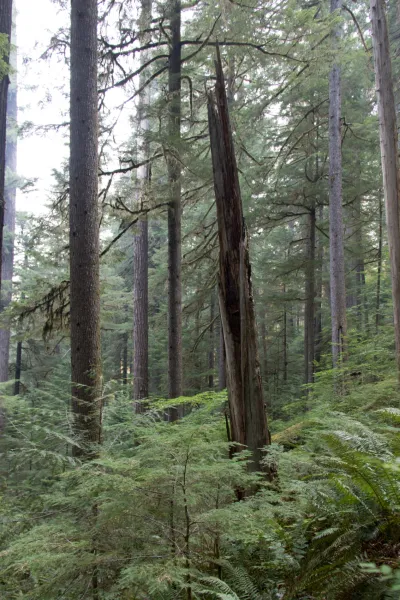 old-growth forest