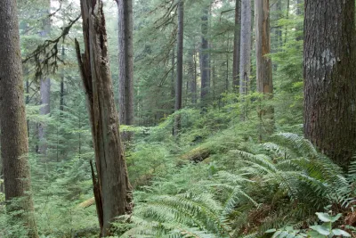 old-growth forest