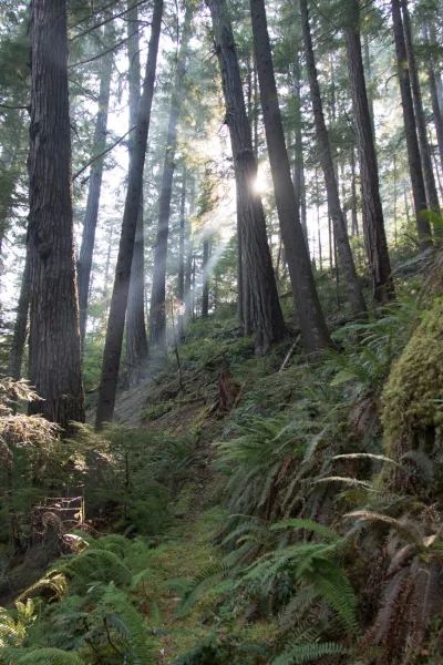 old-growth forest