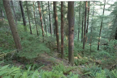 old-growth forest