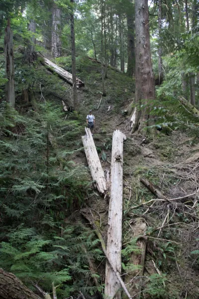 USFS PNW hydrologist Steve Wondzell in a stand of old-growth forest