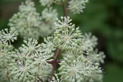 Aralia californica, or elk clover