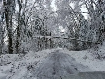 The 15 Road in the Andrews Forest, just cleared of trees