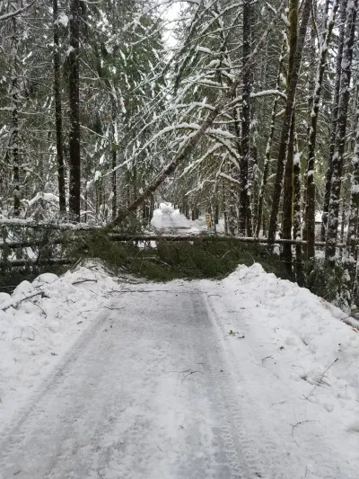 The compound road in the Andrews Forest, just cleared of trees, but with a new tree fall across the road