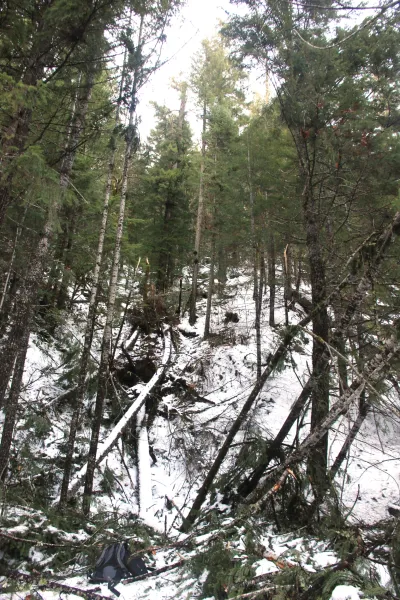 Snow and tree mortality event March 2019
