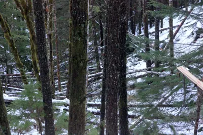 Snow and tree mortality event March 2019