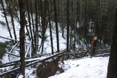 Snow and tree mortality event March 2019