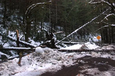 Snow and tree mortality event March 2019