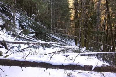 Snow and tree mortality event March 2019