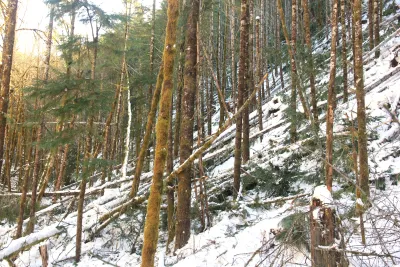 Snow and tree mortality event March 2019