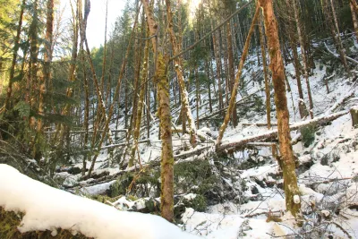 Snow and tree mortality event March 2019