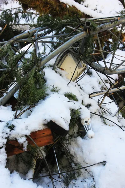 Snow and tree mortality event March 2019