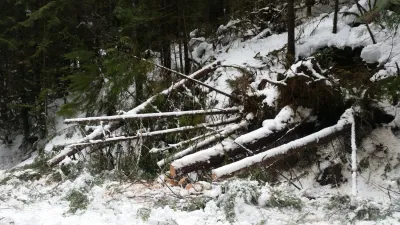 Trees cut at the side of the 1506 Road