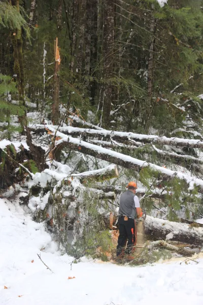Snow and tree mortality event March 2019