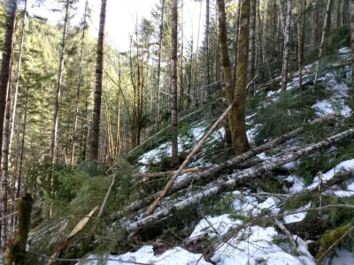 Watershed 01, north-facing slope, with extensive trees down after the storm
