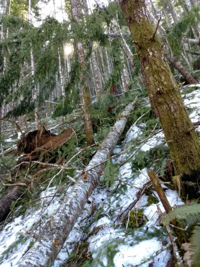 Watershed 01 slope, with extensive trees down after the storm