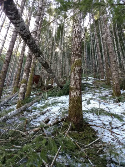 Watershed 01 slope, with extensive trees down after the storm