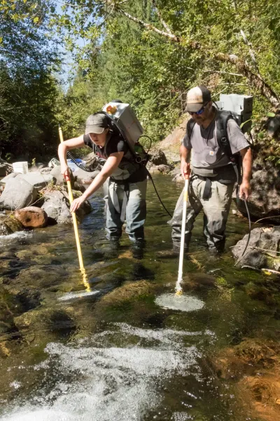 Lookout Creek Spatially Explicit Sampling of Aquatic Vertebrates