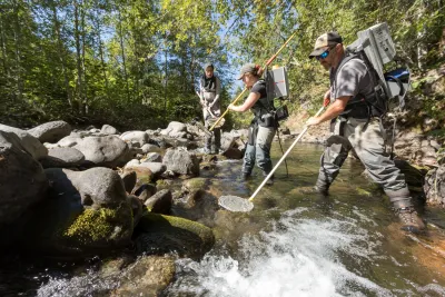 Lookout Creek Spatially Explicit Sampling of Aquatic Vertebrates