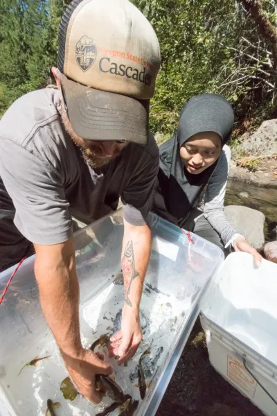 Lookout Creek Spatially Explicit Sampling of Aquatic Vertebrates