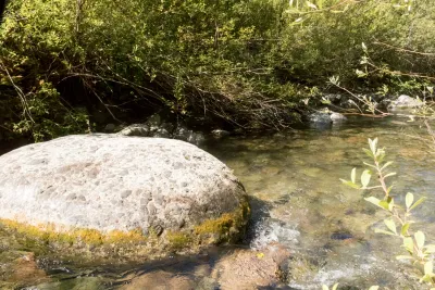 Lookout Creek Spatially Explicit Sampling of Aquatic Vertebrates