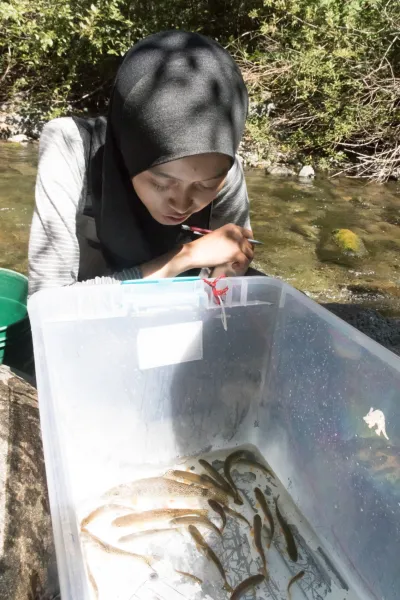 Lookout Creek Spatially Explicit Sampling of Aquatic Vertebrates