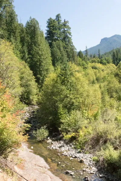 Lookout Creek Spatially Explicit Sampling of Aquatic Vertebrates