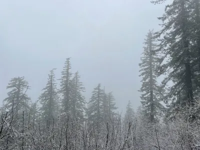 Early spring fog