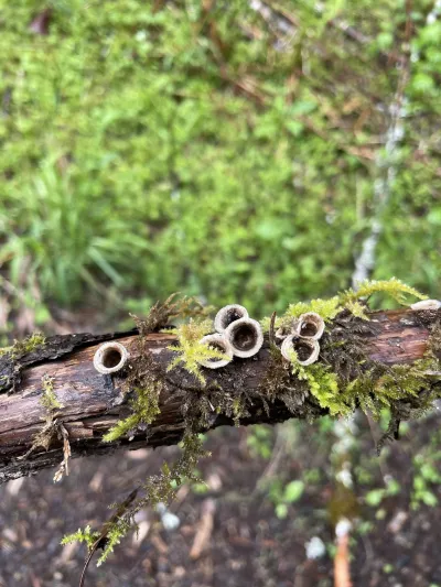 Bird's nest fungus