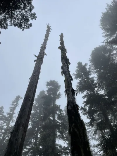Snags in the fog